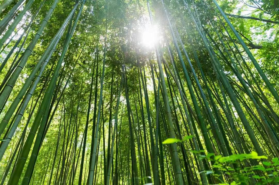 湖南省首條竹纏繞管道生產線建成投產
